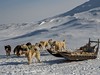 Dogsledge